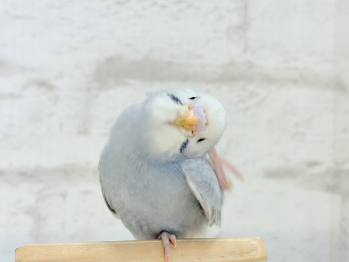 【最新画像更新🪄】ほわっ♡ふわっ♡わた毛に包まれた天使ちゃん🪅セキセイインコ(スパングル) ヒナ セキセイインコ