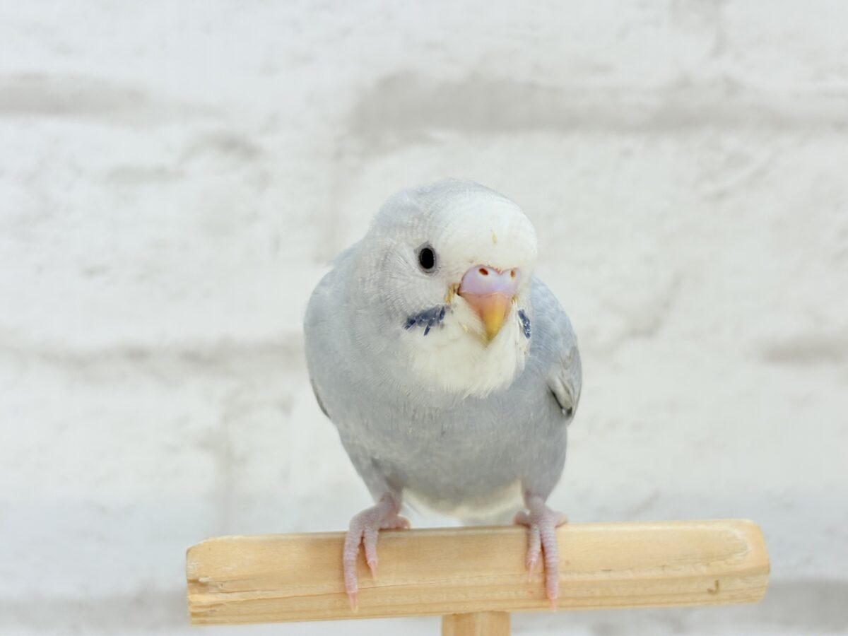 【最新画像更新🪄】ほわっ♡ふわっ♡わた毛に包まれた天使ちゃん🪅セキセイインコ(スパングル) ヒナ セキセイインコ