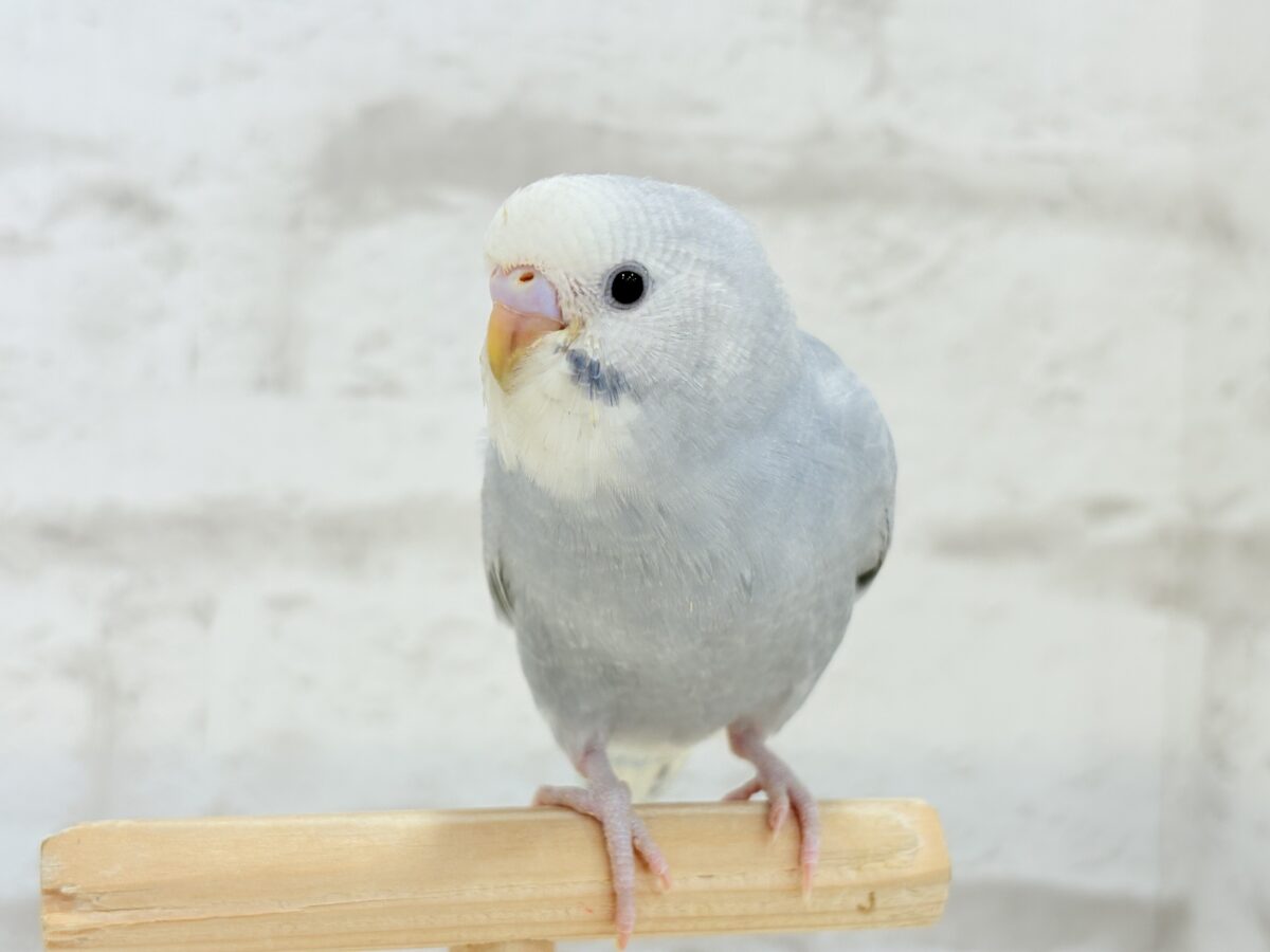 【最新画像更新🪄】ほわっ♡ふわっ♡わた毛に包まれた天使ちゃん🪅セキセイインコ(スパングル) ヒナ セキセイインコ