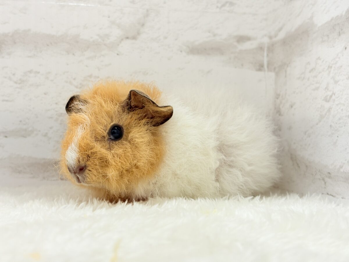 【最新画像更新🪄】くるくるヘアー🐹🌀もっこもこ羊さん♡テディモルモット(男の子) テディモルモット