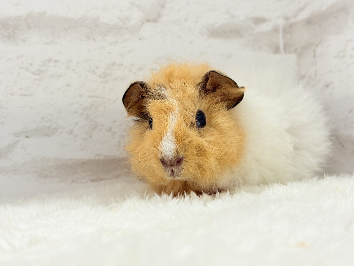 【最新画像更新🪄】くるくるヘアー🐹🌀もっこもこ羊さん♡テディモルモット(男の子) テディモルモット