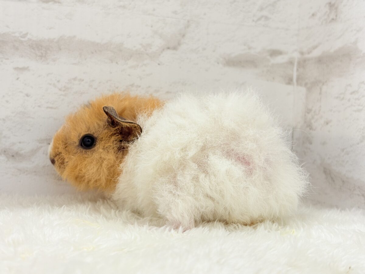 【最新画像更新🪄】くるくるヘアー🐹🌀もっこもこ羊さん♡テディモルモット(男の子) テディモルモット