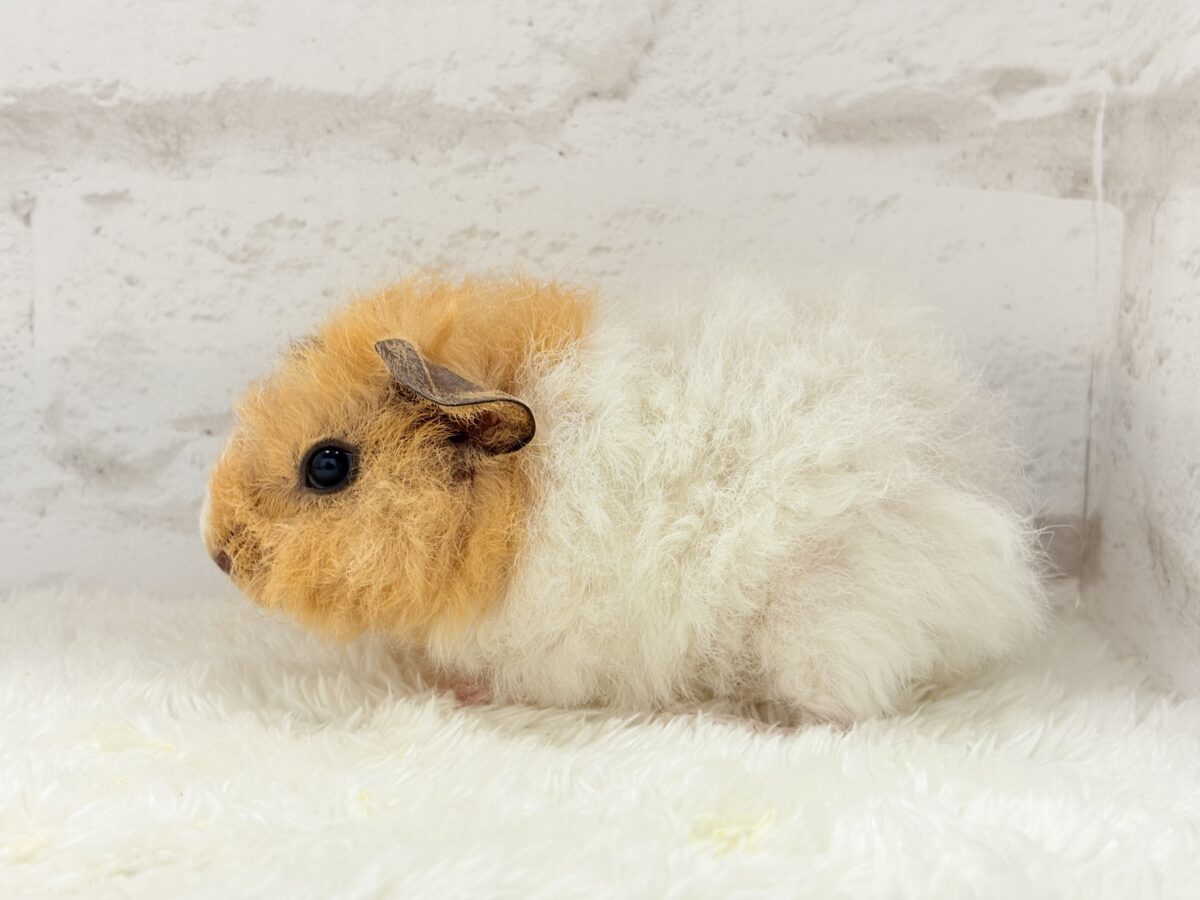 【最新画像更新🪄】くるくるヘアー🐹🌀もっこもこ羊さん♡テディモルモット(男の子) テディモルモット