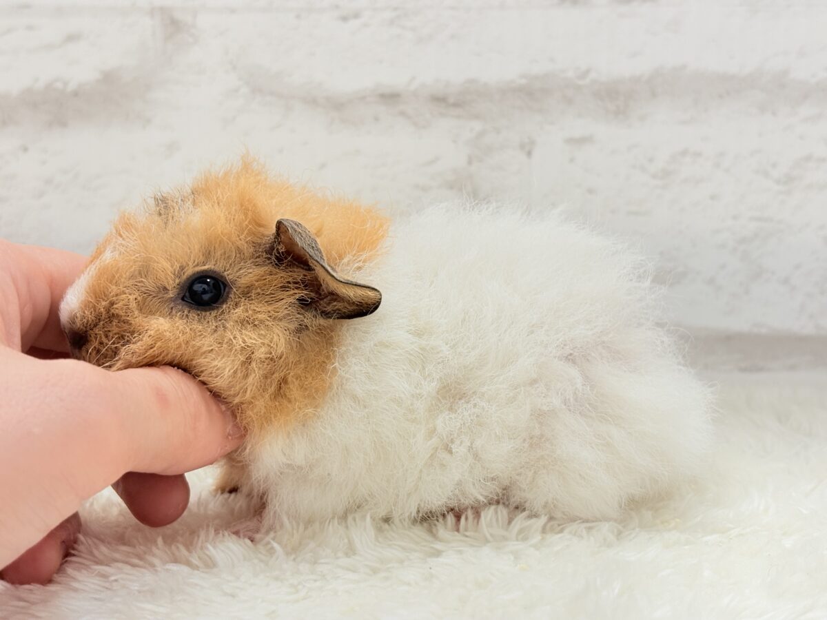 【最新画像更新🪄】くるくるヘアー🐹🌀もっこもこ羊さん♡テディモルモット(男の子) テディモルモット