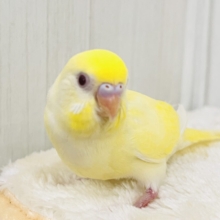 最新画像更新❤️レア♡淡くて綺麗なクリームルチノーカラーのセキセイインコ(ヒナ)入荷しました❤️