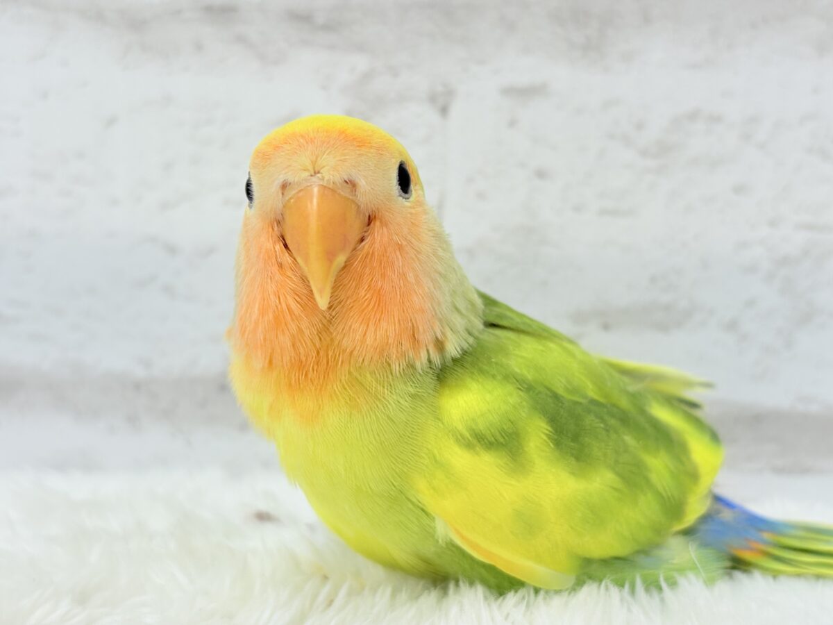コザクラインコ（小桜インコ）