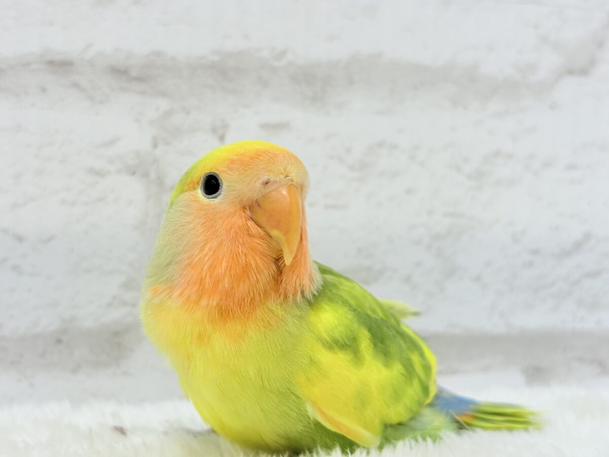 コザクラインコ（小桜インコ）