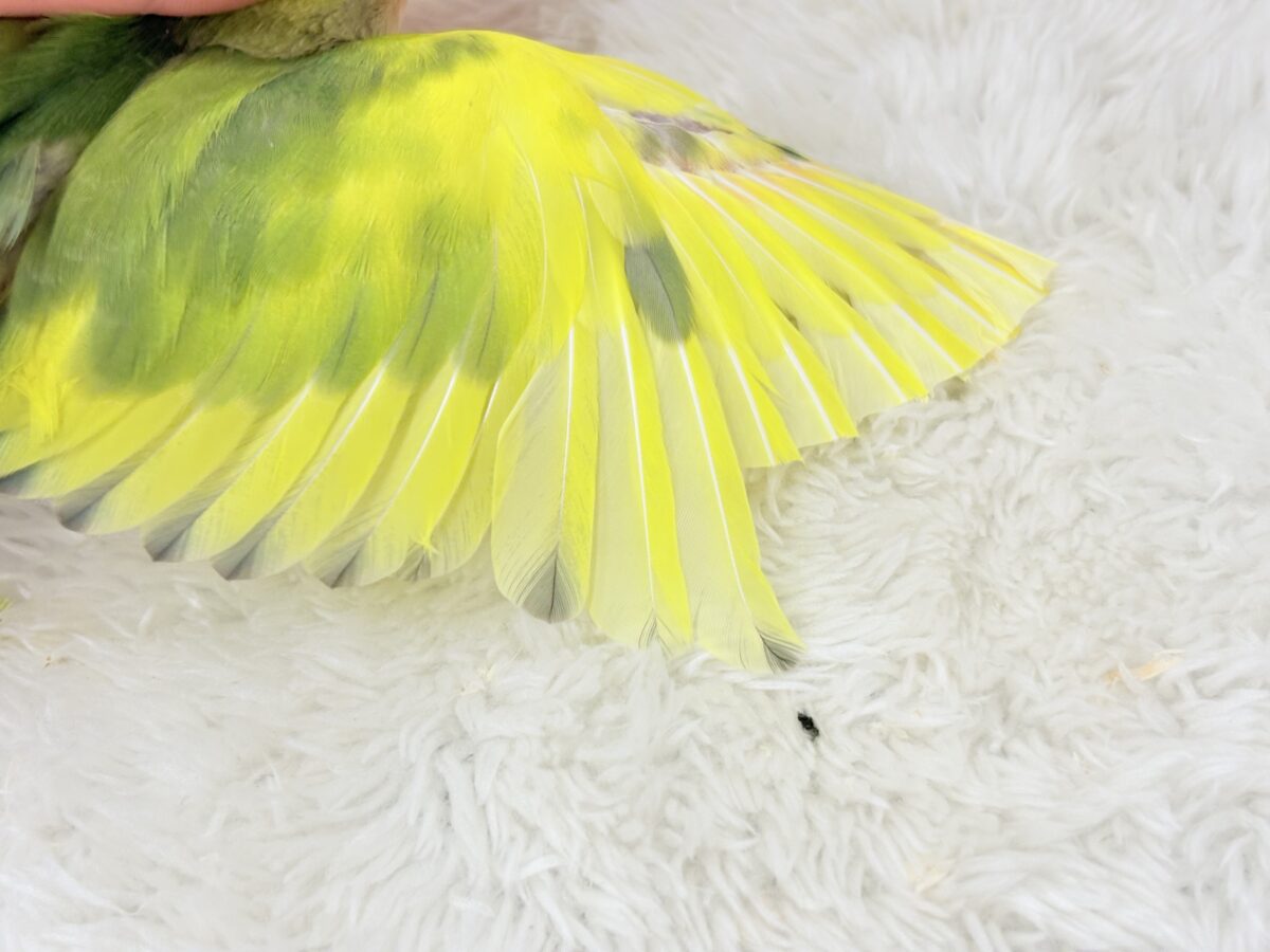 コザクラインコ（小桜インコ）