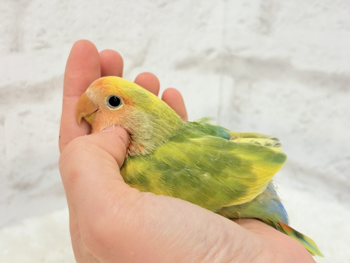 コザクラインコ（小桜インコ）