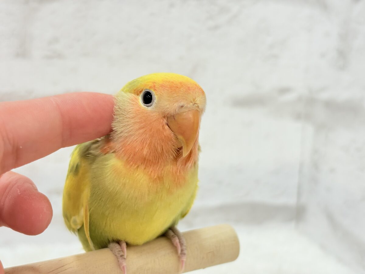 コザクラインコ（小桜インコ）