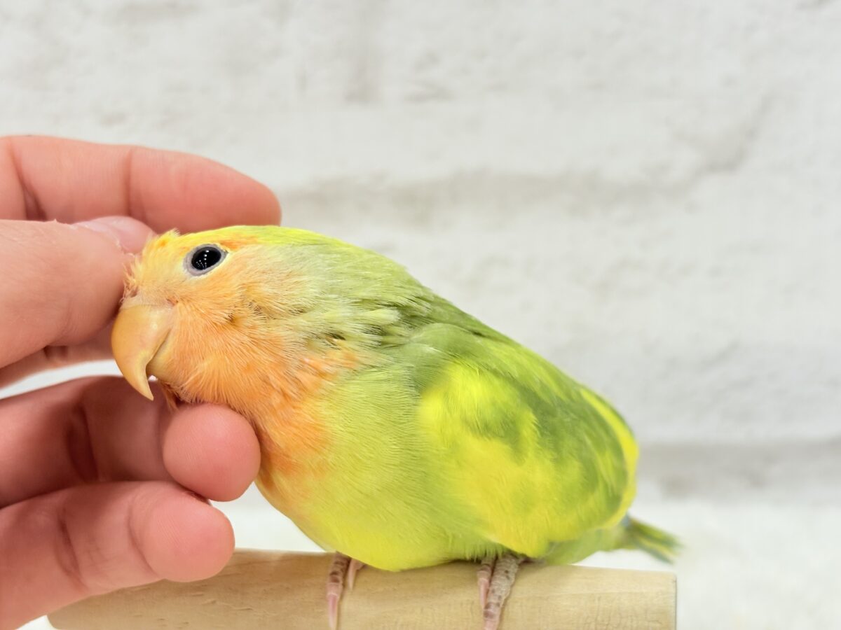 コザクラインコ（小桜インコ）