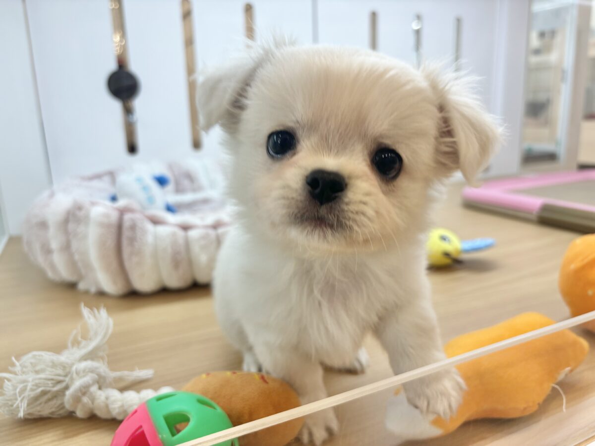 超ホヤホヤ最新画像✨困り顔のアイドル?チワペキくん! チワペキ(ペキチー、ペキチワ)