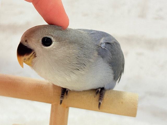 【最新画像更新🪄】甘々💖アイドルフェイス🐣🪅コザクラインコ(バイオレット) ヒナ