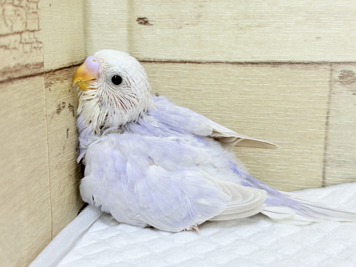 淡〜い色味の魅力は底なし𓈒𓏸︎︎︎︎ 𓈒𓂂𓏸セキセイインコ(ライラック) ヒナ セキセイインコ
