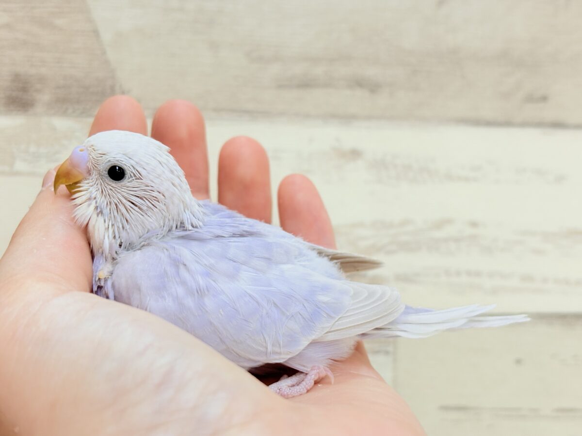 淡〜い色味の魅力は底なし𓈒𓏸︎︎︎︎ 𓈒𓂂𓏸セキセイインコ(ライラック) ヒナ セキセイインコ
