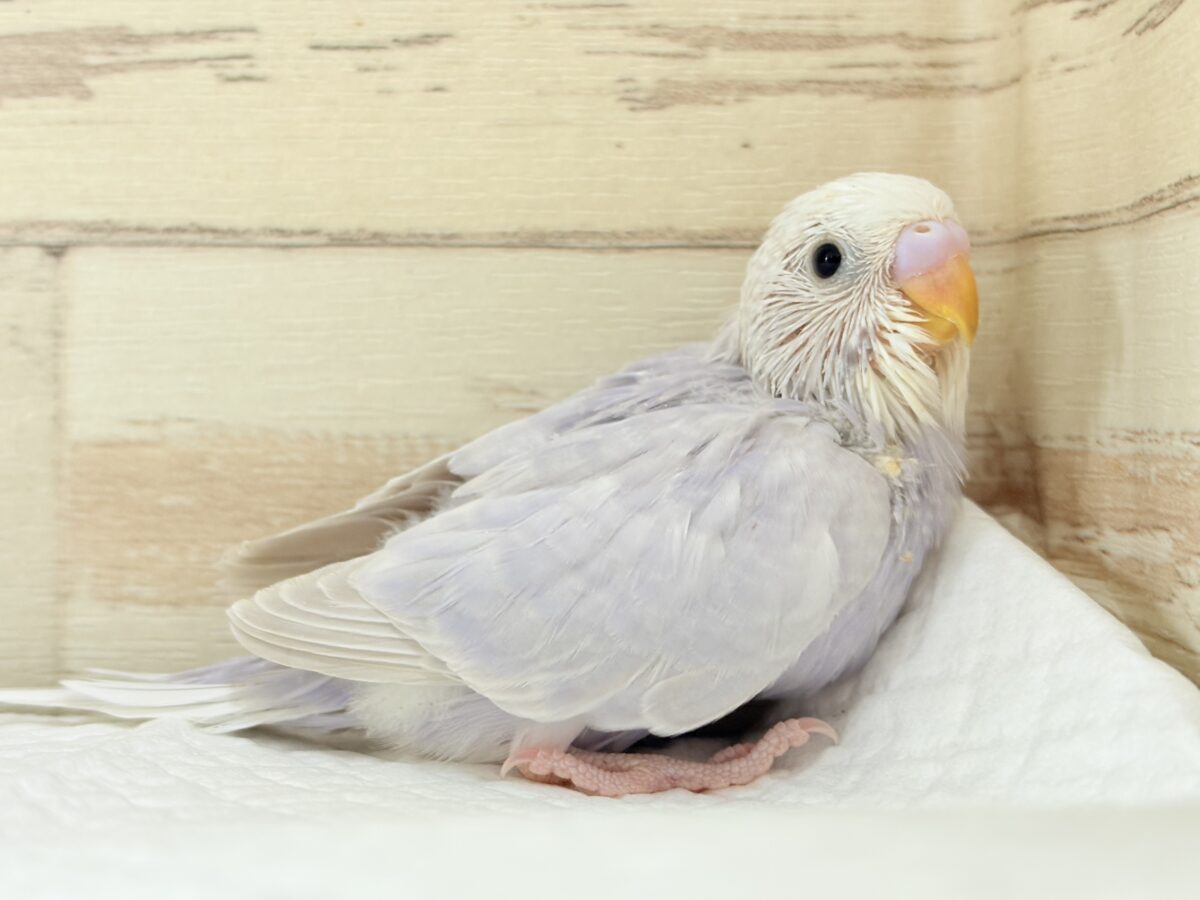 淡〜い色味の魅力は底なし𓈒𓏸︎︎︎︎ 𓈒𓂂𓏸セキセイインコ(ライラック) ヒナ セキセイインコ