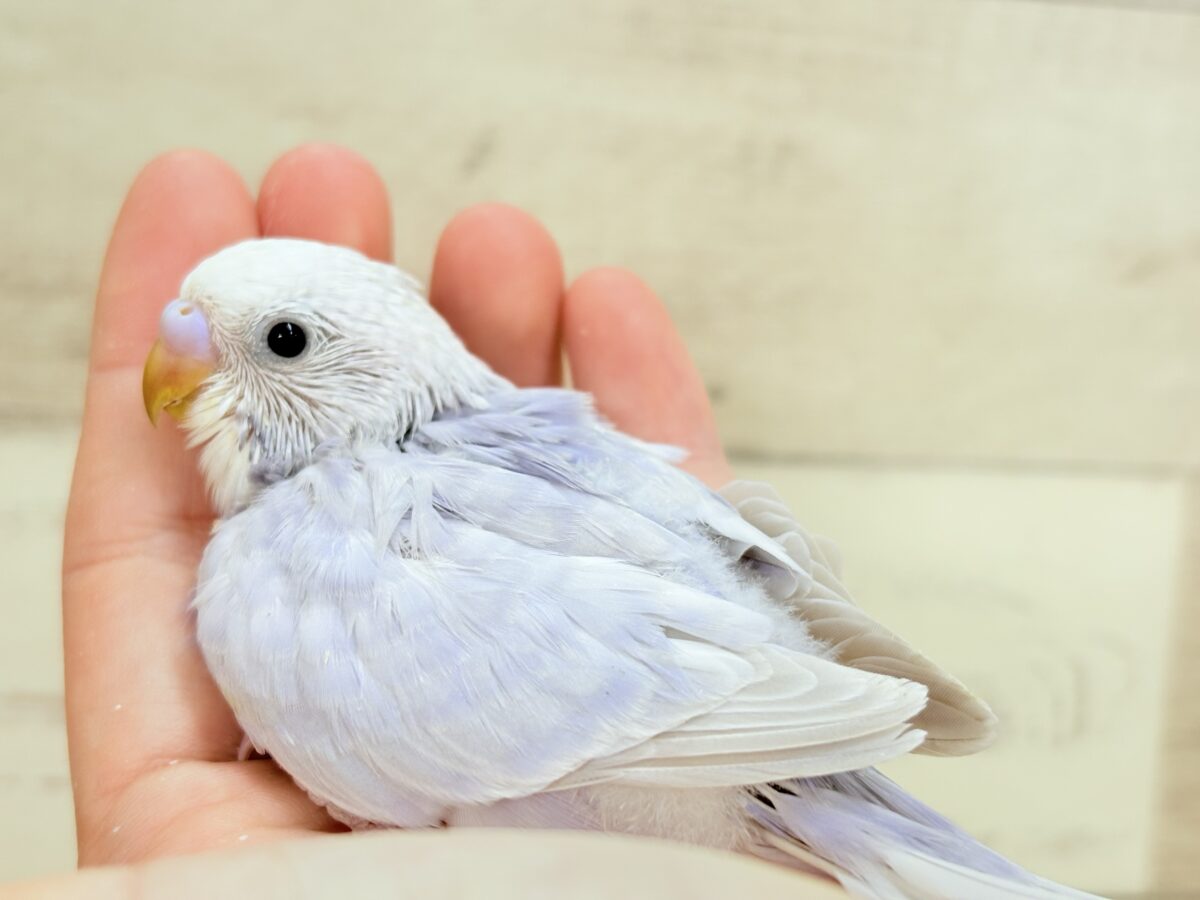 淡〜い色味の魅力は底なし𓈒𓏸︎︎︎︎ 𓈒𓂂𓏸セキセイインコ(ライラック) ヒナ セキセイインコ