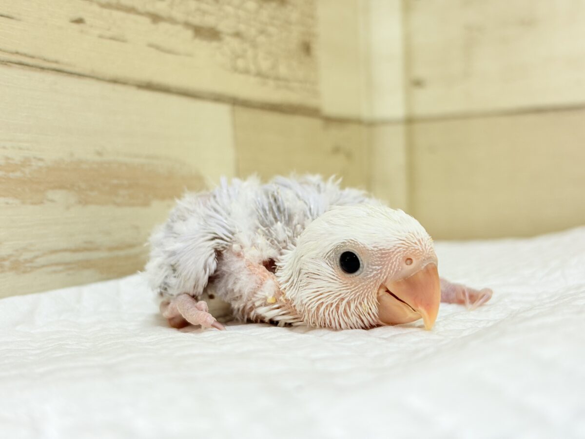 透明感たっぷりの淡カラー🐣🪻🫧コザクラインコ(ダイリュートバイオレットシナモンオパーリン) ヒナ コザクラインコ(小桜インコ)
