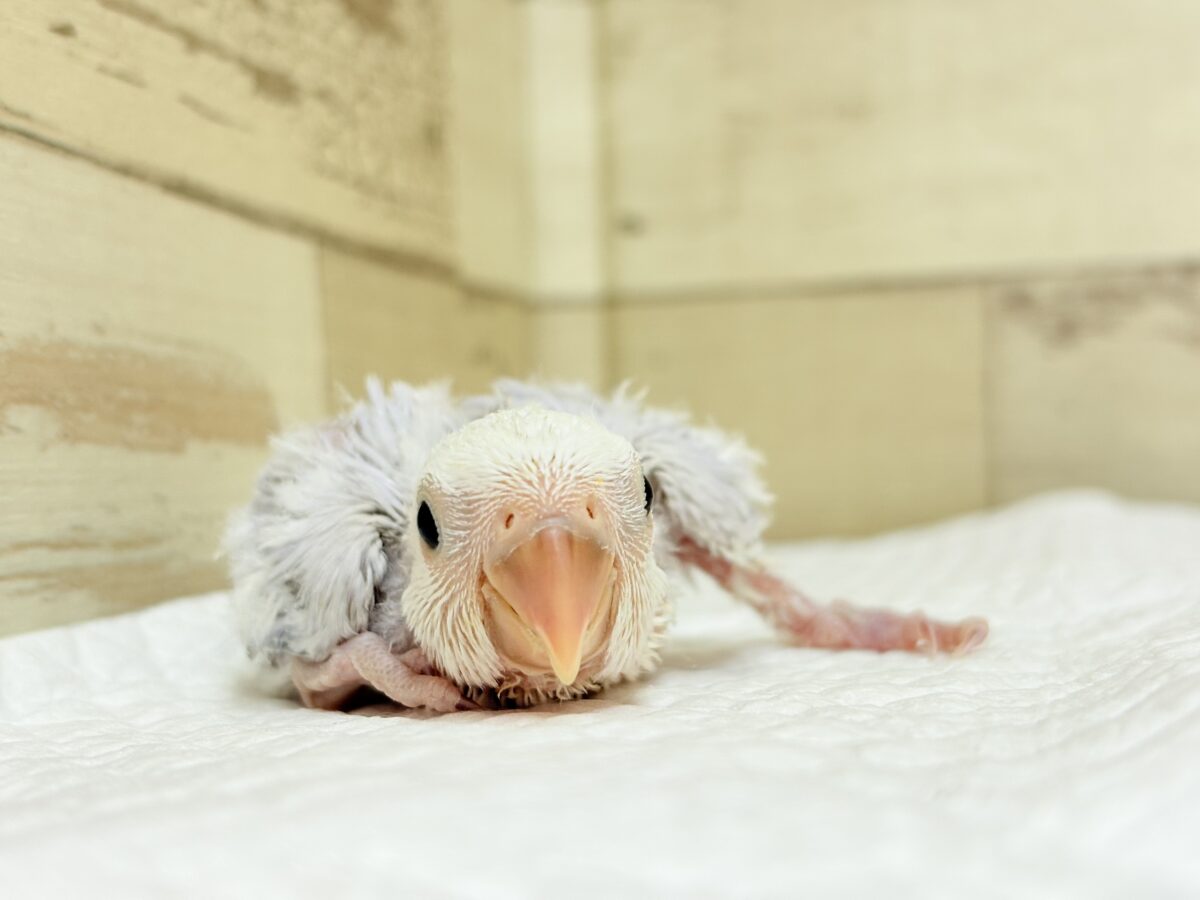 透明感たっぷりの淡カラー🐣🪻🫧コザクラインコ(ダイリュートバイオレットシナモンオパーリン) ヒナ コザクラインコ(小桜インコ)