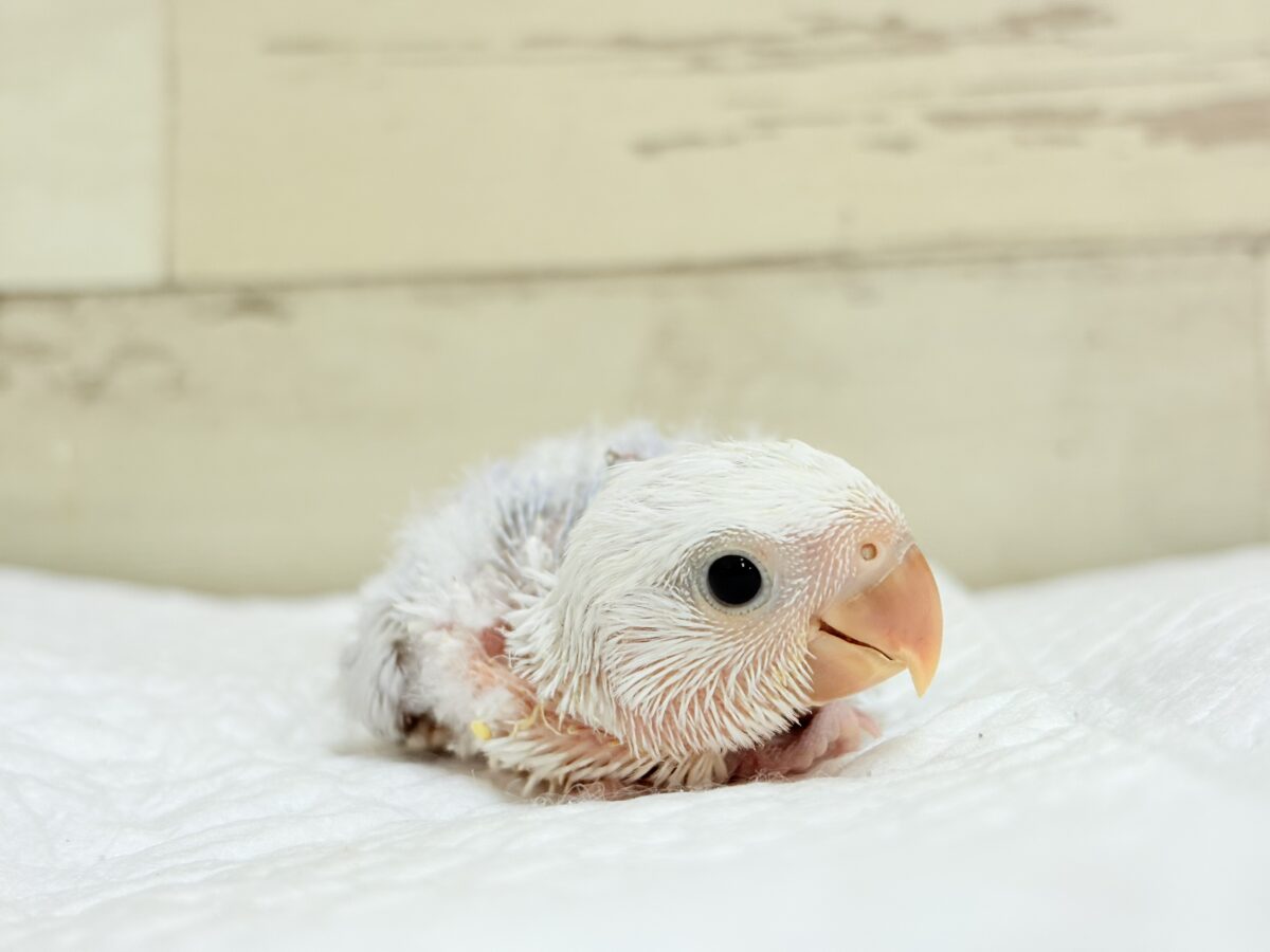 透明感たっぷりの淡カラー🐣🪻🫧コザクラインコ(ダイリュートバイオレットシナモンオパーリン) ヒナ コザクラインコ(小桜インコ)