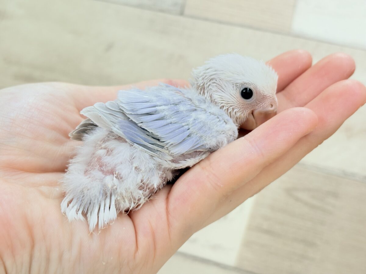 透明感たっぷりの淡カラー🐣🪻🫧コザクラインコ(ダイリュートバイオレットシナモンオパーリン) ヒナ コザクラインコ(小桜インコ)