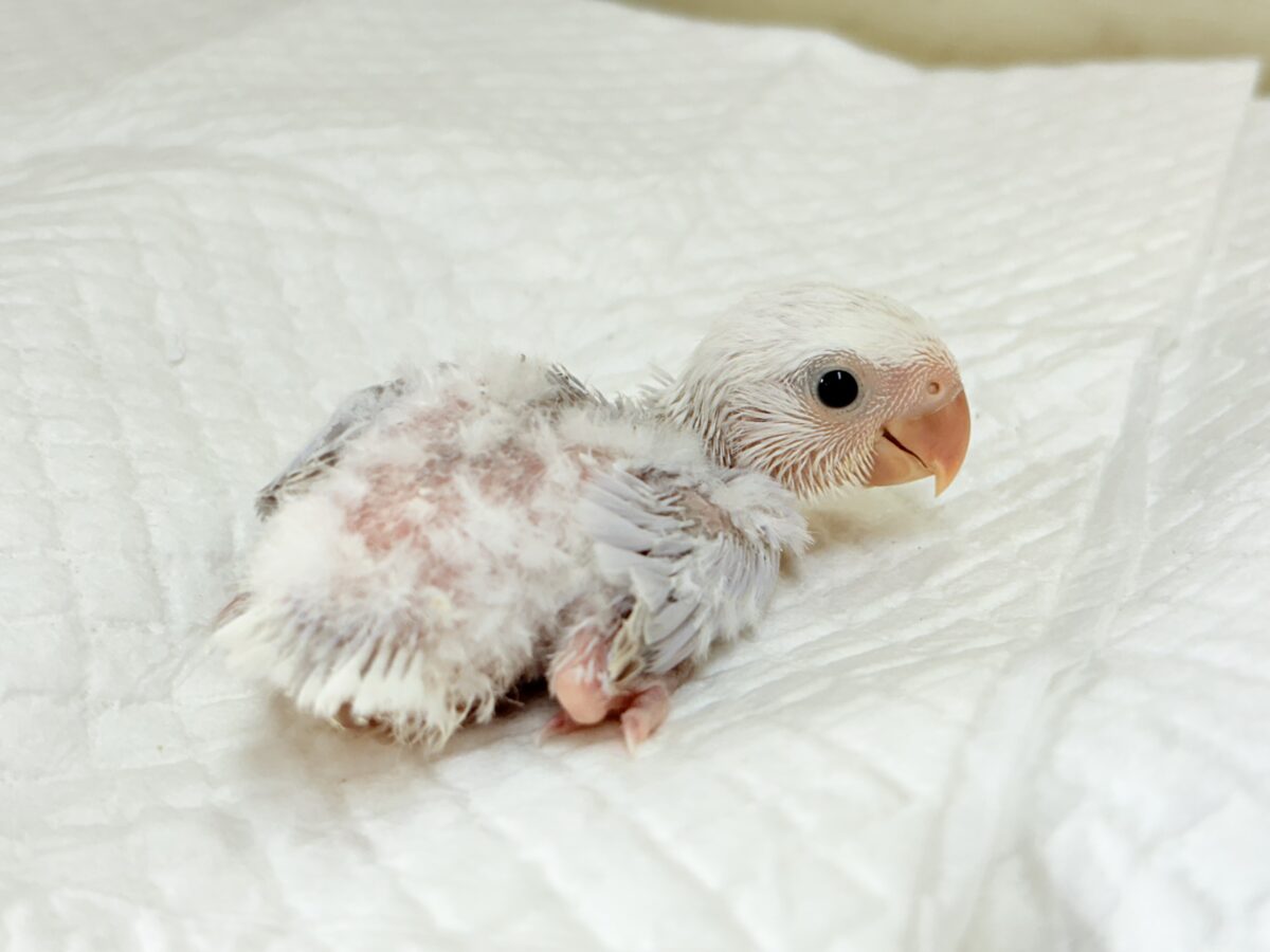 透明感たっぷりの淡カラー🐣🪻🫧コザクラインコ(ダイリュートバイオレットシナモンオパーリン) ヒナ コザクラインコ(小桜インコ)