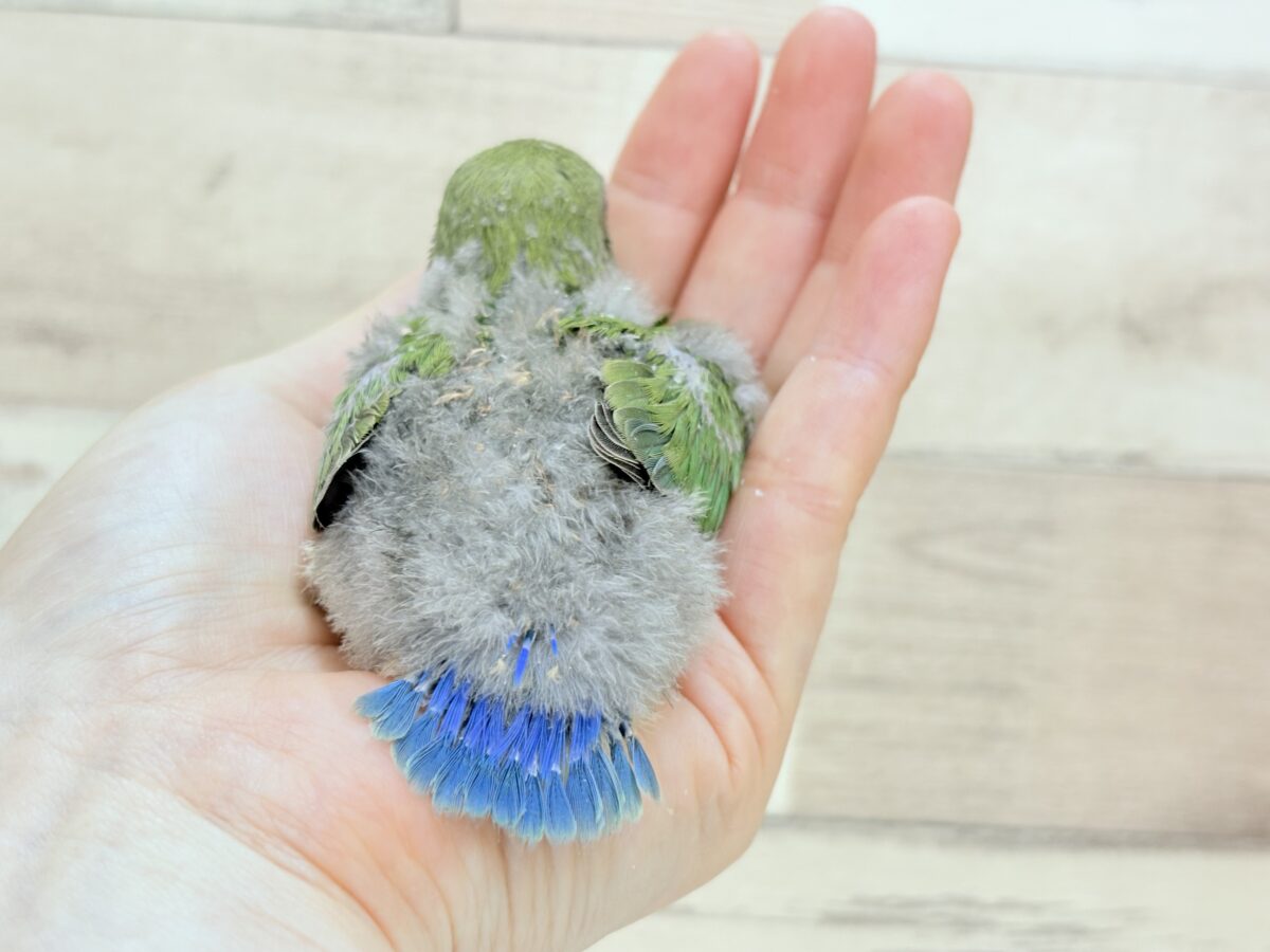 【最新画像🪄︎︎✨カゴデビュー】マイナスイオン放出中〜🐣🫧コザクラインコ(ノーマル) コザクラインコ(小桜インコ)