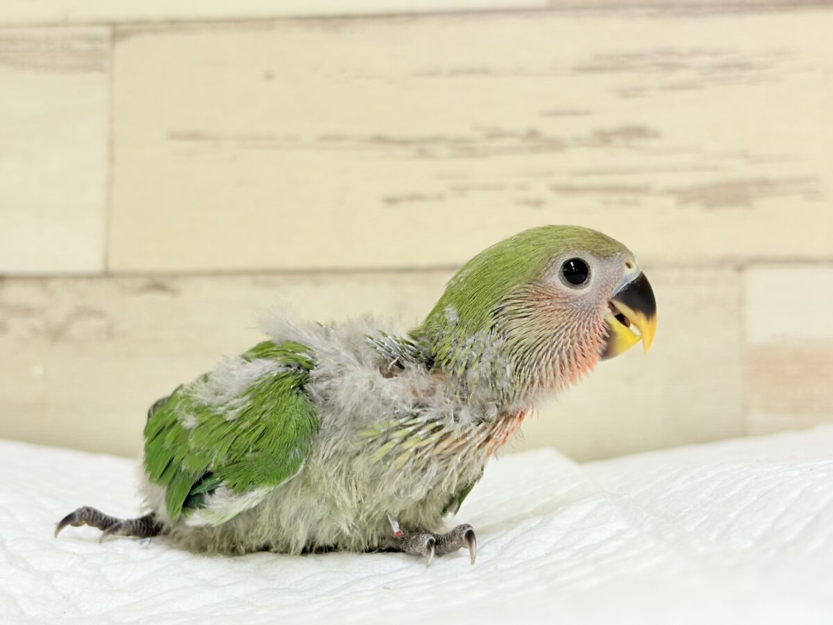 【最新画像🪄︎︎✨カゴデビュー】マイナスイオン放出中〜🐣🫧コザクラインコ(ノーマル) コザクラインコ(小桜インコ)