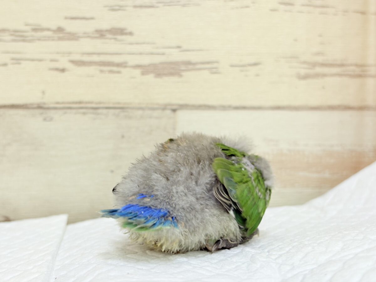 【最新画像🪄︎︎✨カゴデビュー】マイナスイオン放出中〜🐣🫧コザクラインコ(ノーマル) コザクラインコ(小桜インコ)