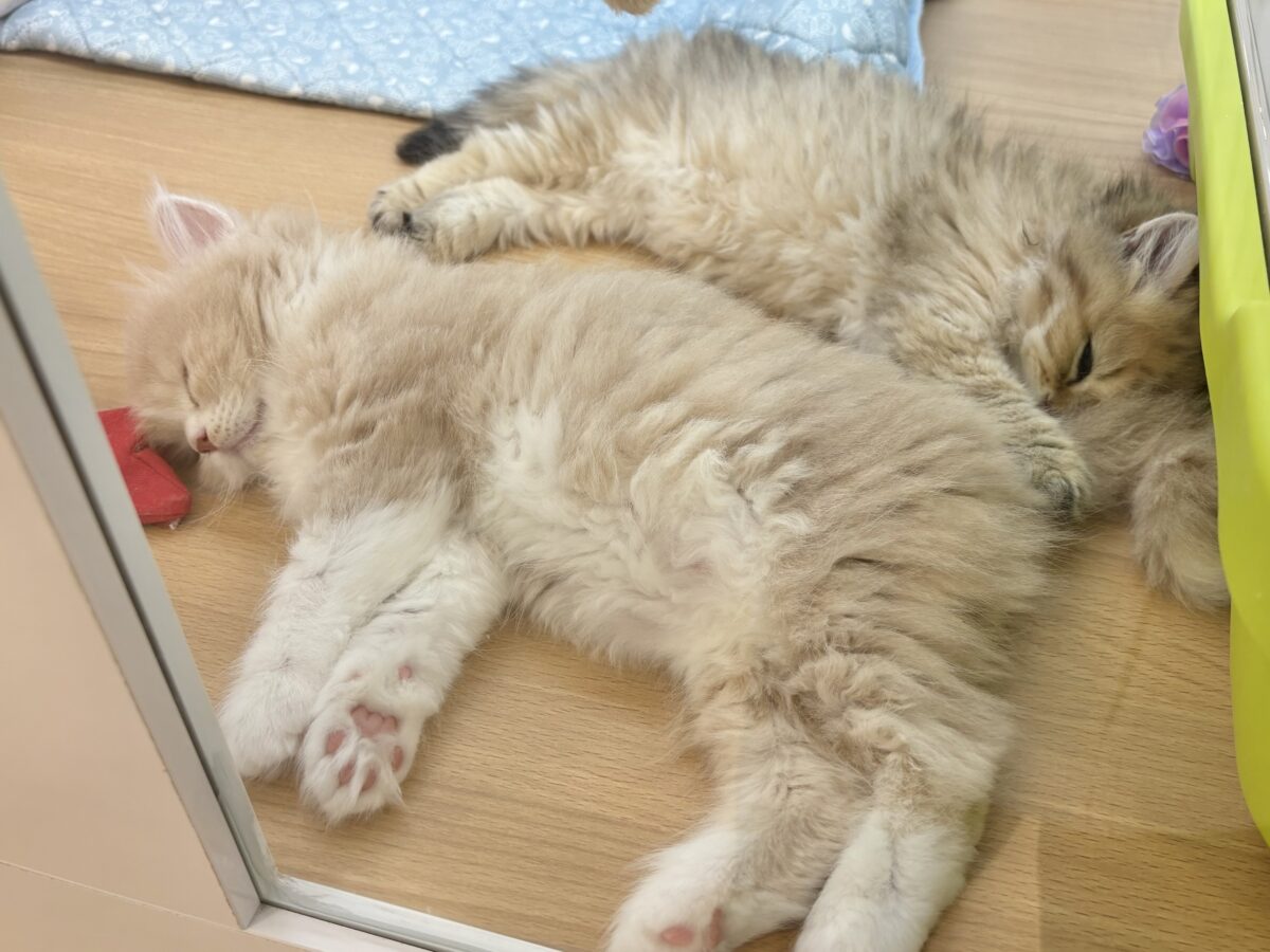 ブリティッシュショートヘア