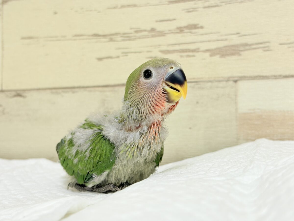 【最新画像🪄︎︎✨カゴデビュー】マイナスイオン放出中〜🐣🫧コザクラインコ(ノーマル) コザクラインコ(小桜インコ)