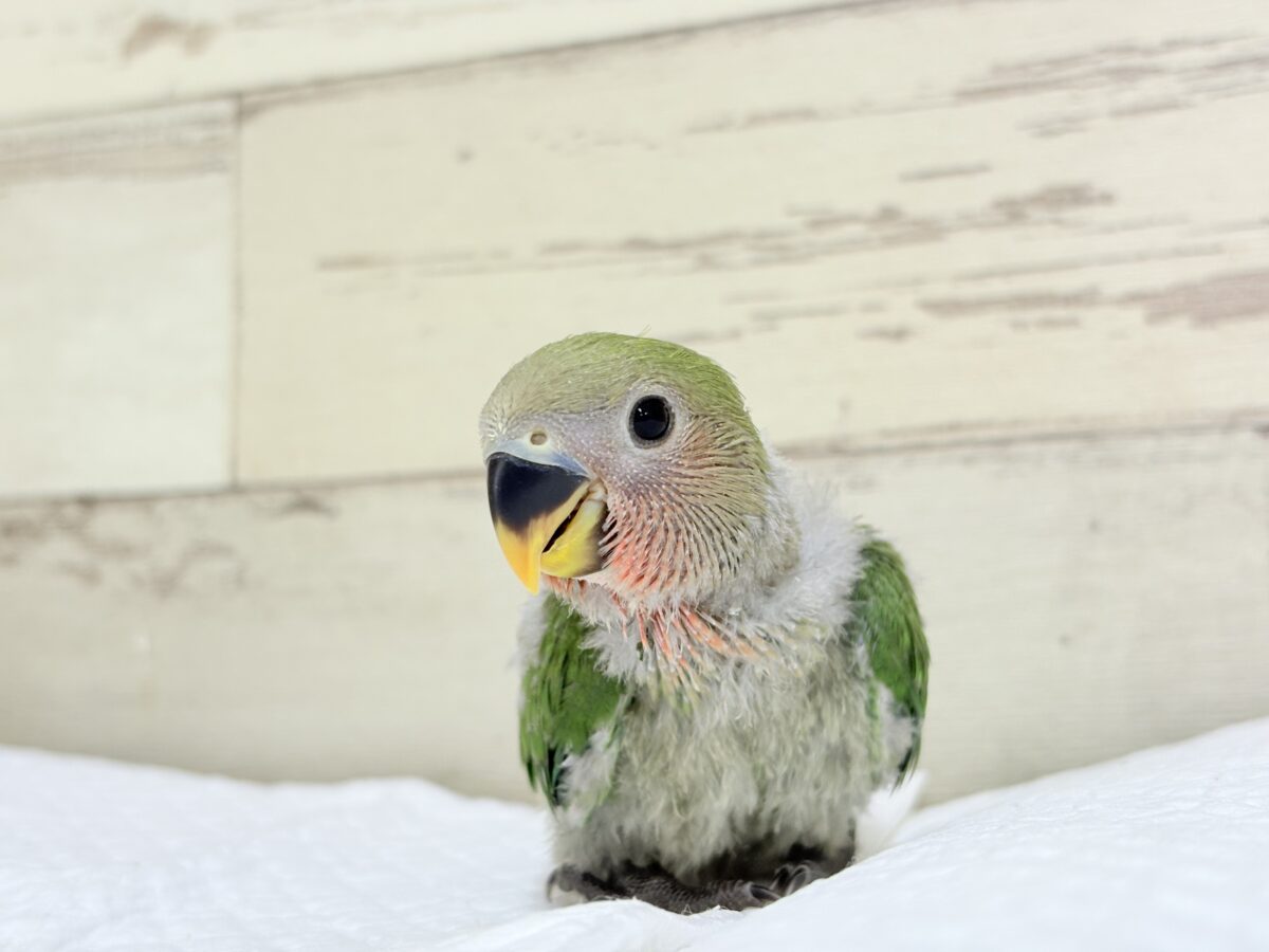 コザクラインコ（小桜インコ）