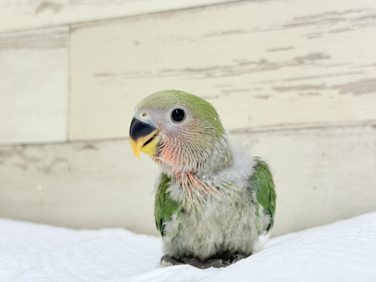 【最新画像🪄︎︎✨カゴデビュー】マイナスイオン放出中〜🐣🫧コザクラインコ(ノーマル) コザクラインコ(小桜インコ)