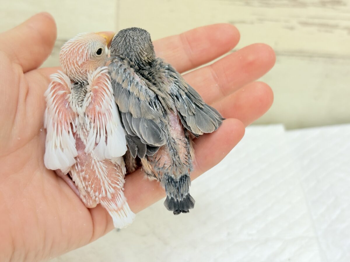 【最新画像】ひとり暮らし満喫中~✨桜文鳥(ヒナ) 桜文鳥