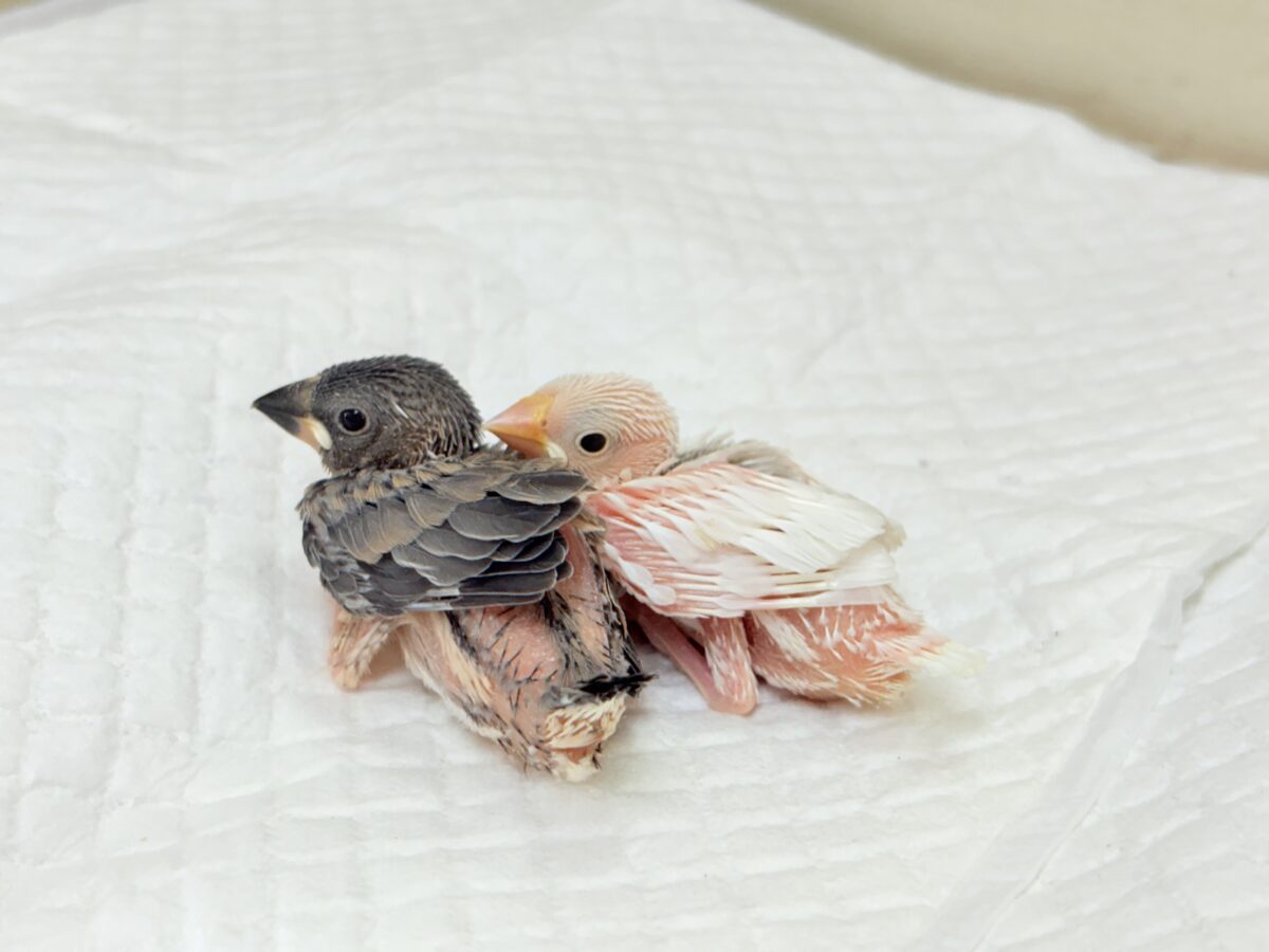 【最新画像】ひとり暮らし満喫中~✨桜文鳥(ヒナ) 桜文鳥