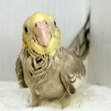 最新画像更新✨️どんどん馴れてきました〜オカメインコのヒナ(シナモン)入荷しました❤️
