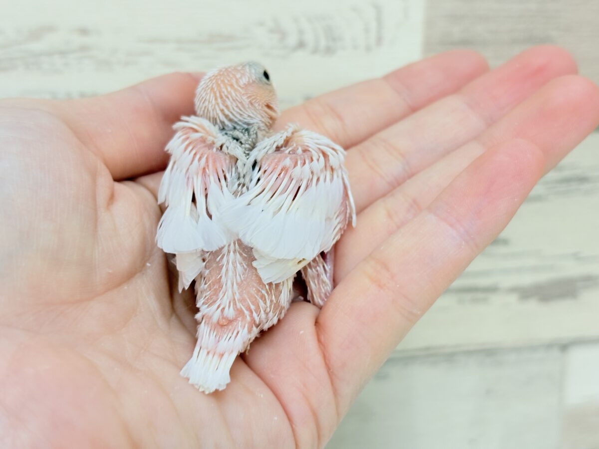 【最新画像】ひとり暮らし満喫中~✨桜文鳥(ヒナ) 桜文鳥