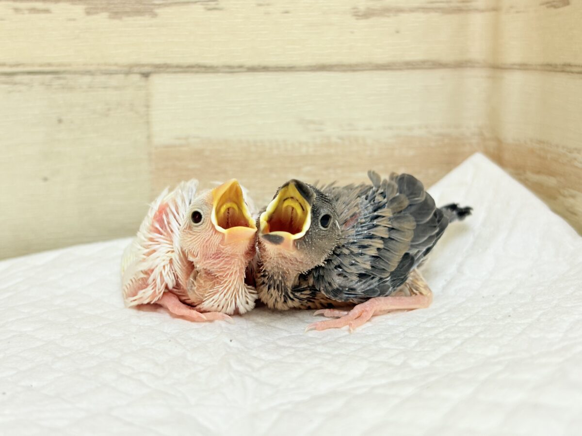 【最新画像】ひとり暮らし満喫中~✨桜文鳥(ヒナ) 桜文鳥