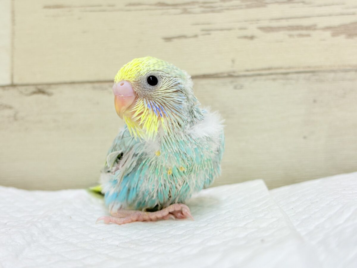 一緒に冒険始めよう!🐣🔎セキセイインコ(パステルレインボー) ヒナ セキセイインコ