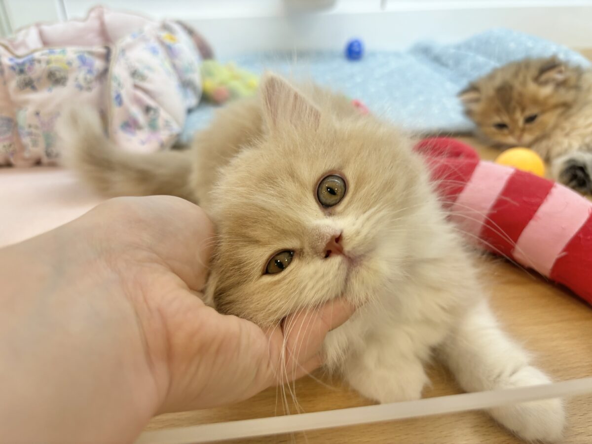甘え方がとんでもない!?スコティッシュフォールドくん! スコティッシュフォールド