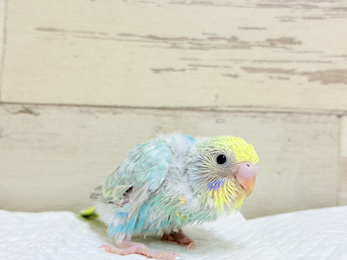 一緒に冒険始めよう!🐣🔎セキセイインコ(パステルレインボー) ヒナ セキセイインコ