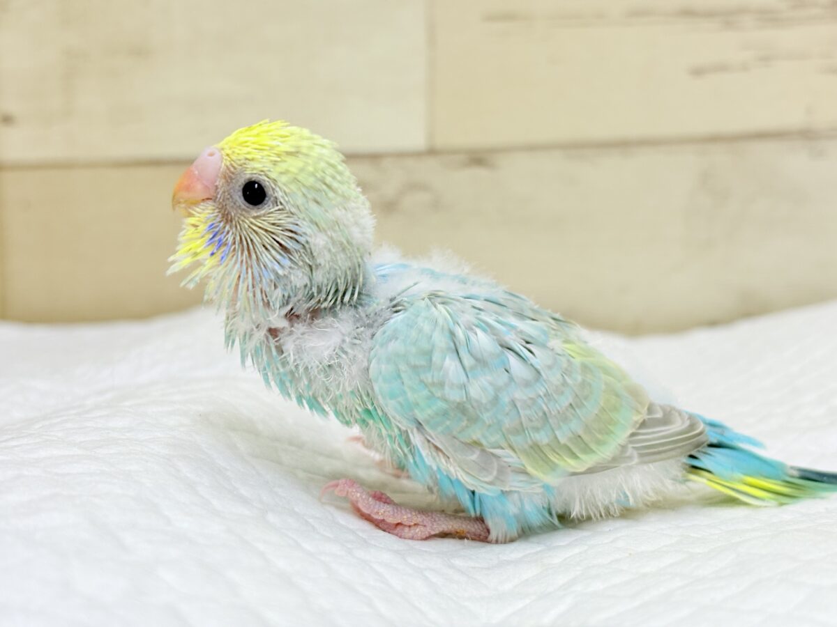 一緒に冒険始めよう!🐣🔎セキセイインコ(パステルレインボー) ヒナ セキセイインコ