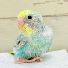 一緒に冒険始めよう！🐣🔎セキセイインコ(パステルレインボー) ヒナ