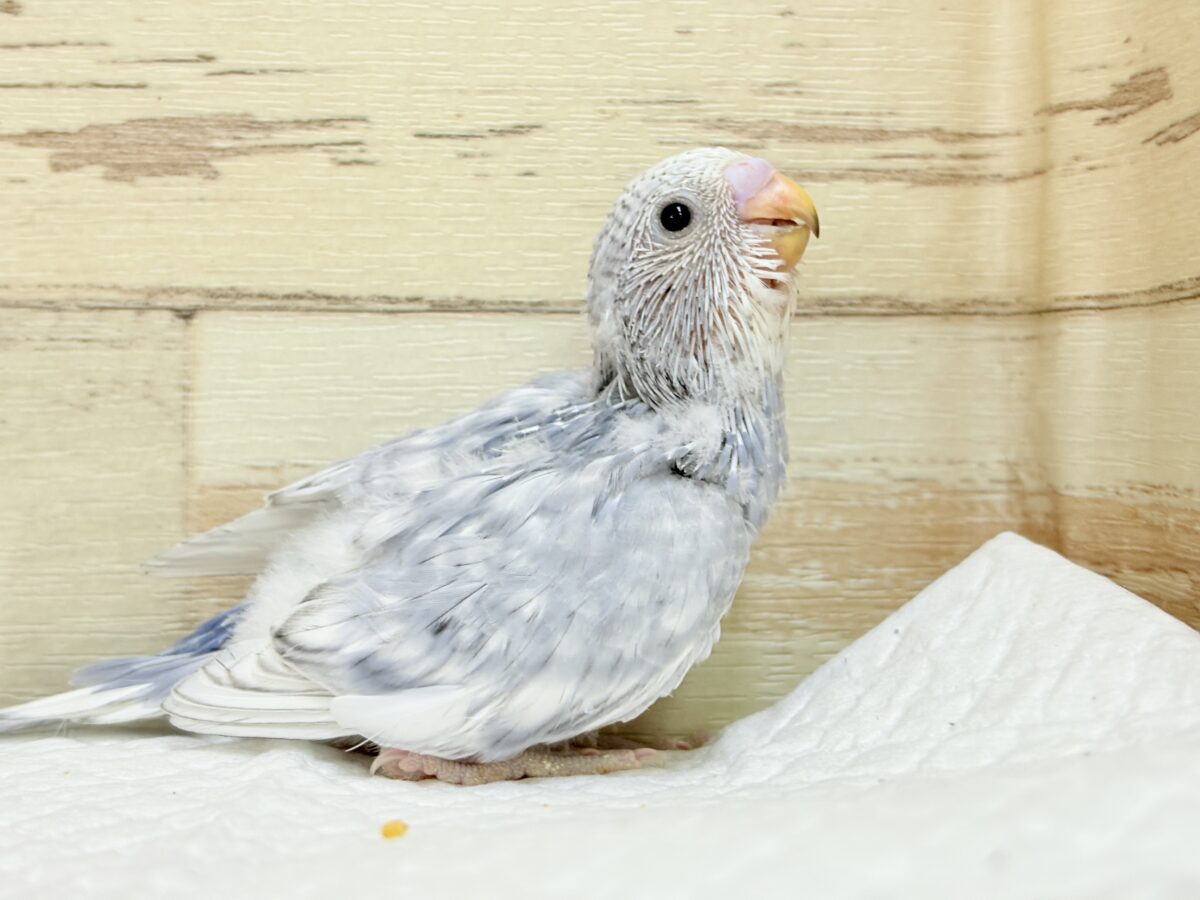 【最新画像】背筋ピーン!と伸ばしてます♬*°セキセイインコ(グレースパングル) セキセイインコ