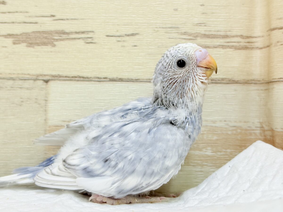 【最新画像】背筋ピーン!と伸ばしてます♬*°セキセイインコ(グレースパングル) セキセイインコ
