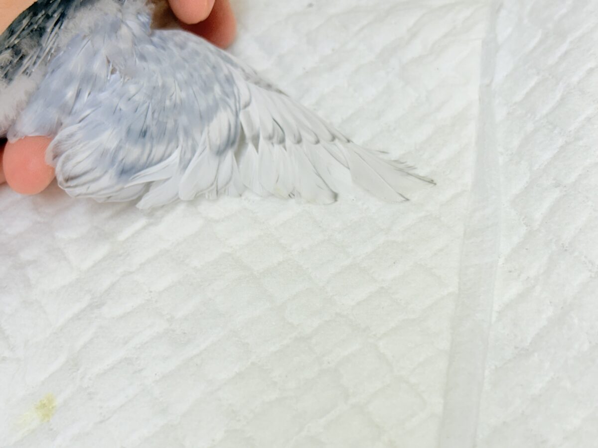 【最新画像】背筋ピーン!と伸ばしてます♬*°セキセイインコ(グレースパングル) セキセイインコ