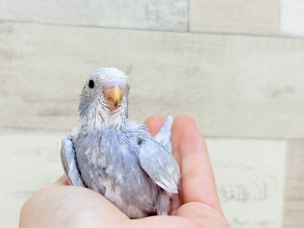 【最新画像】背筋ピーン!と伸ばしてます♬*°セキセイインコ(グレースパングル) セキセイインコ