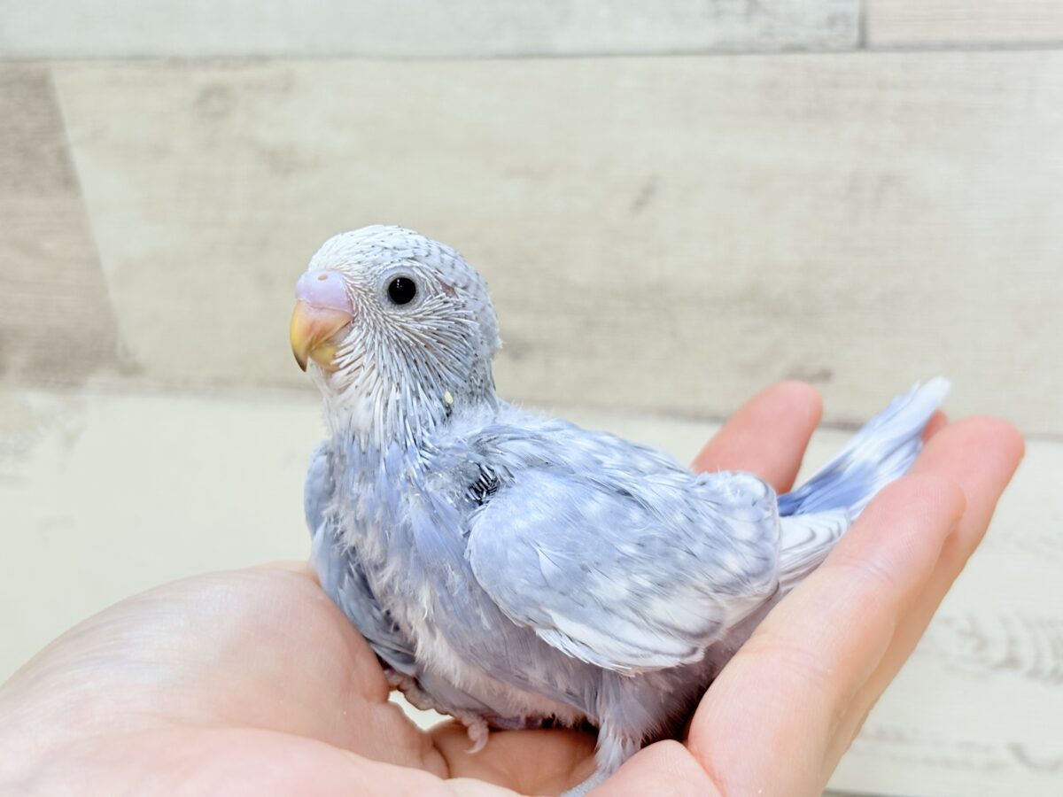 【最新画像】背筋ピーン!と伸ばしてます♬*°セキセイインコ(グレースパングル) セキセイインコ