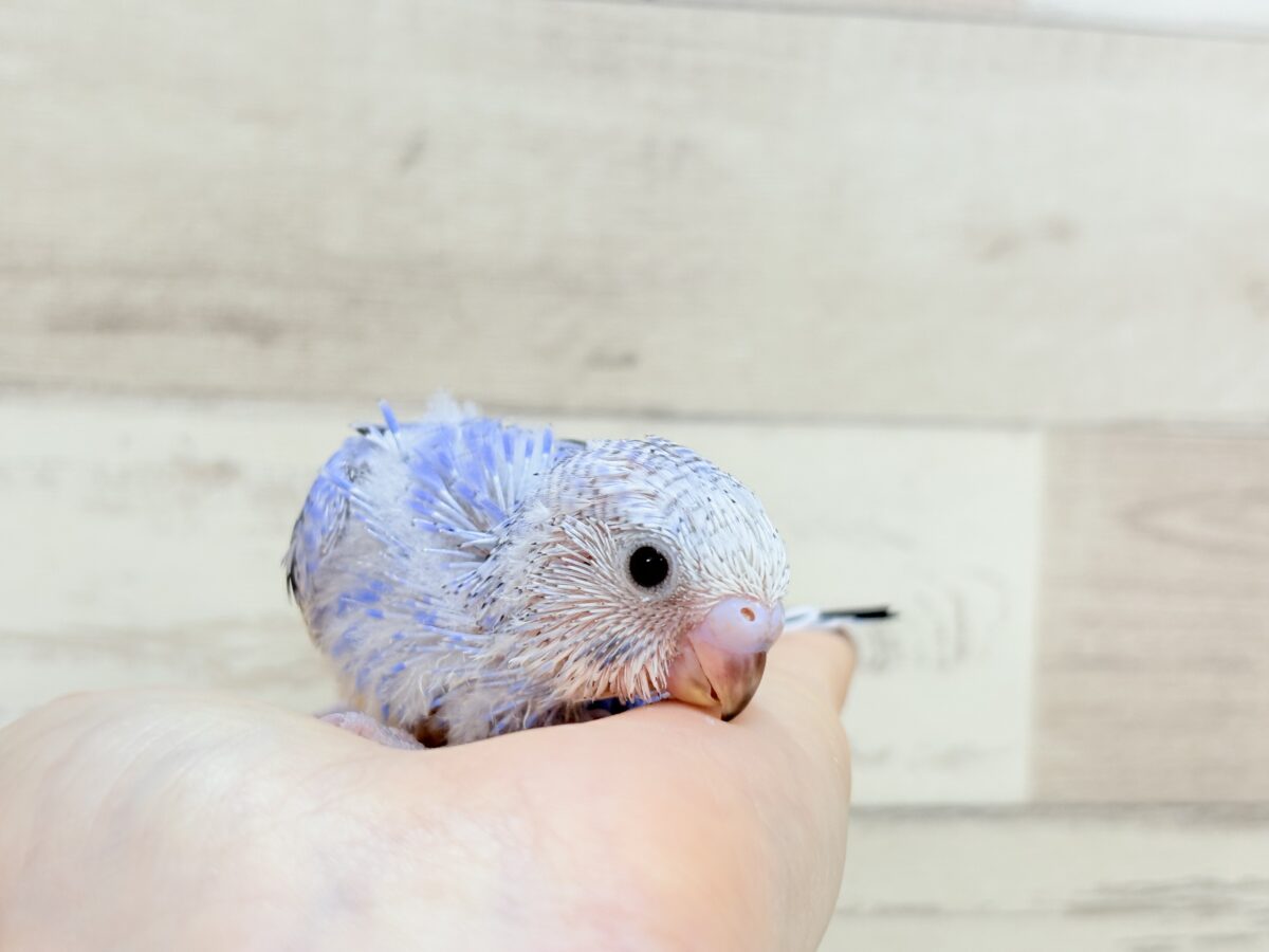 おめめきらきら🐣🫧セキセイインコ(オパーリン) ヒナ セキセイインコ