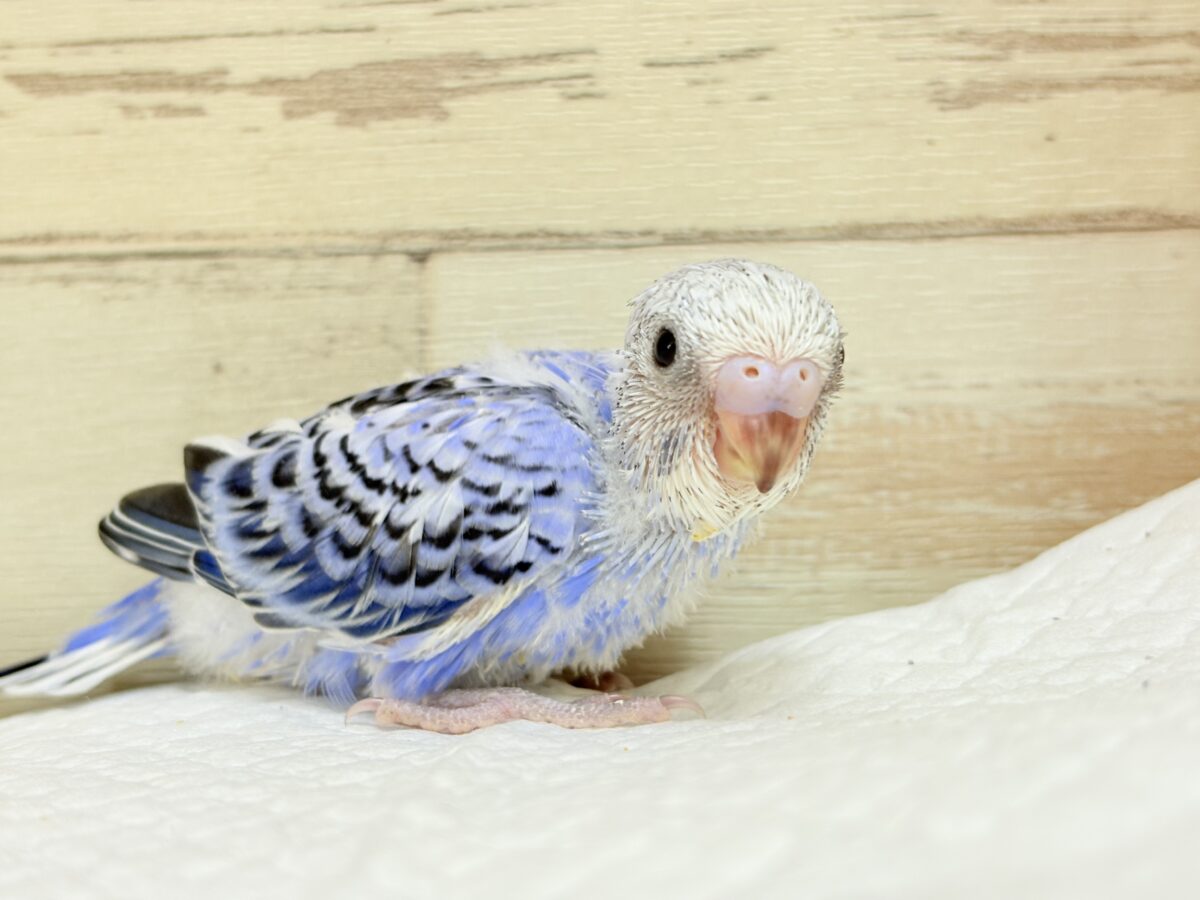 おめめきらきら🐣🫧セキセイインコ(オパーリン) ヒナ セキセイインコ